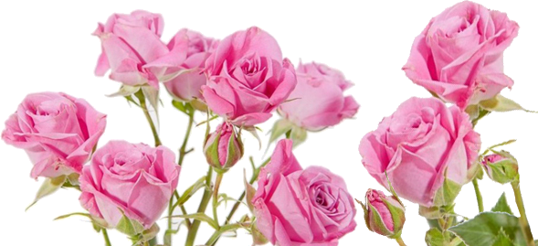 roses