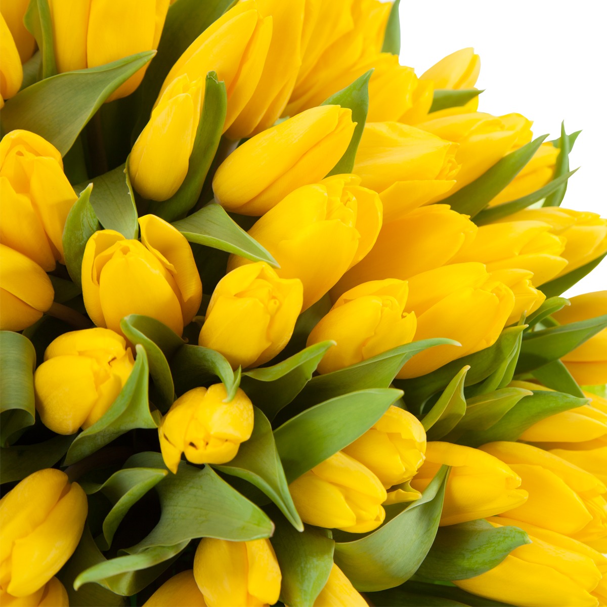 25 Желтых тюльпанов