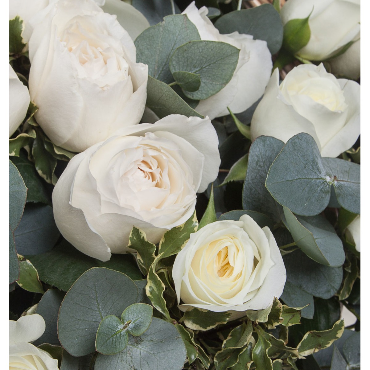 Роза белая флорибунда Алабастер
