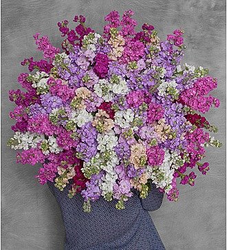 Bouquet-orchestra "Score"