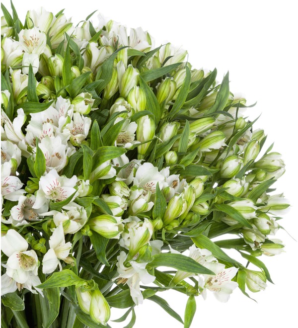 Bouquet-solo White Alstroemeria (25,51 or 101) MN207 GER – photo #5