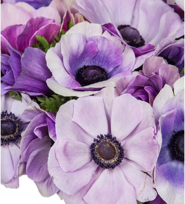 Bouquet Anemones Pastel (15,25,51 or 101) – photo #2