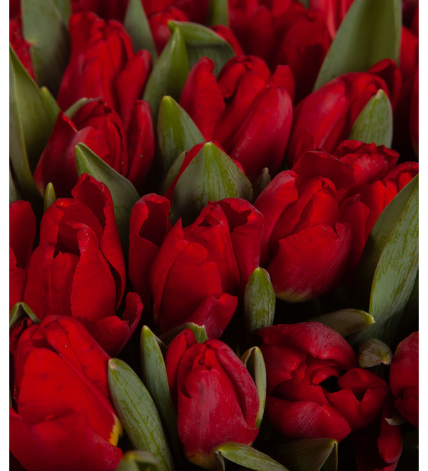 Composition of 201 tulips Passion – photo #2