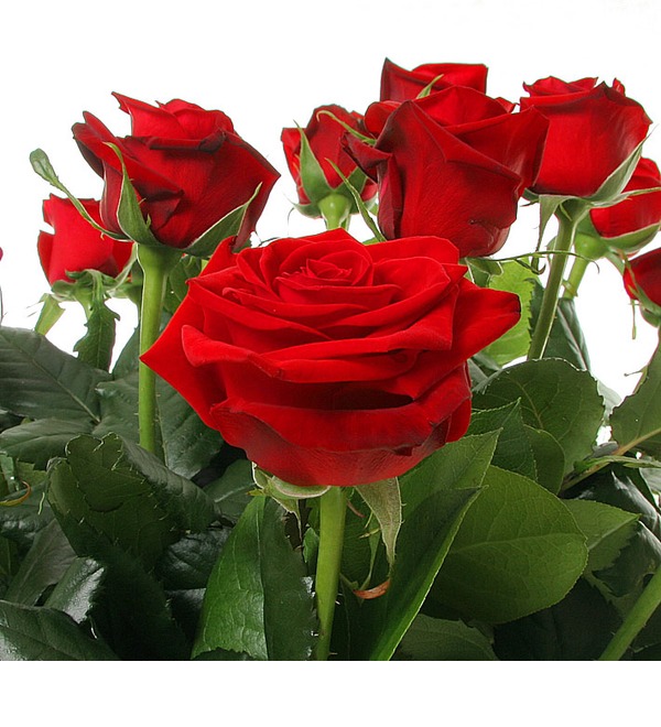Букет из 19 роз Счастливое утро LV R19.red SAL – фото № 4