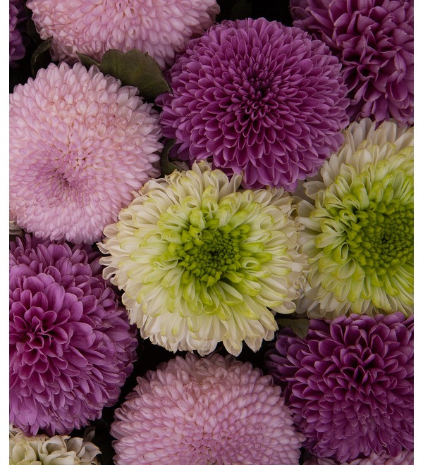 Bouquet-trio of chrysanthemums Music of the rain (15,21,35,51,75 or 101) – photo #2