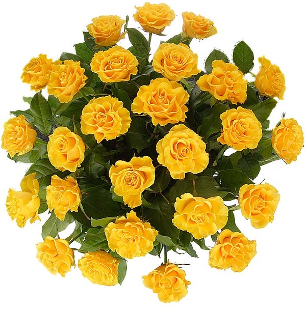 12 желтых роз (без вазы) NP 112.Yellow POK – фото № 1