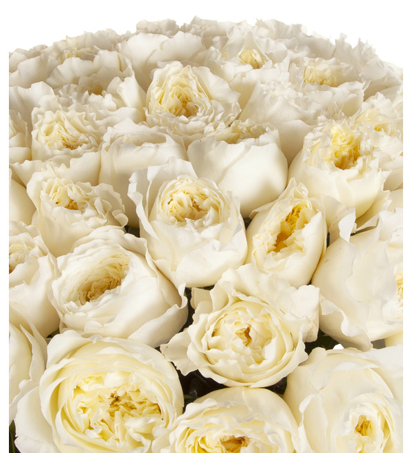 Букет-соло роз David Austin Patience (51, 75 или 101) – фото № 2