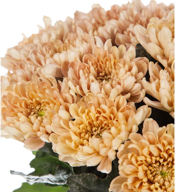 Bouquet of single-headed chrysanthemums Aljonka Salmon (21, 35 or 51) – photo #2