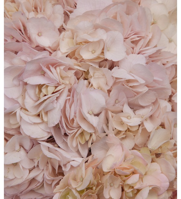 Bouquet-solo of cream hydrangeas (5,7,9,15,25 or 35) – photo #2