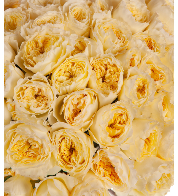 Bouquet-solo of David Austin Patience Rose (75,101,151 or 201) – photo #2