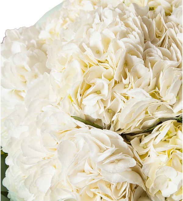 Bouquet of white hydrangea (5, 7 or 9) – photo #2