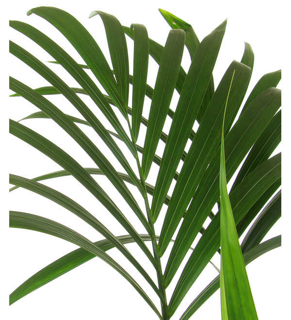 Howea Forsteriana – photo #3