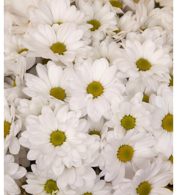 Bouquet-solo of chrysanthemums Bacardi (15,25,35,51,75 or 101) – photo #2