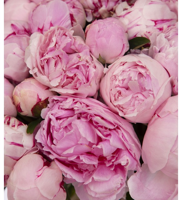 Bouquet-solo of peonies Sarah Bernhardt (15, 31 or 61 peonies) BC2828 SOL – photo #3