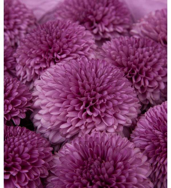 Bouquet-solo of chrysanthemums Gustav (7,15,21,35 or 51) – photo #2