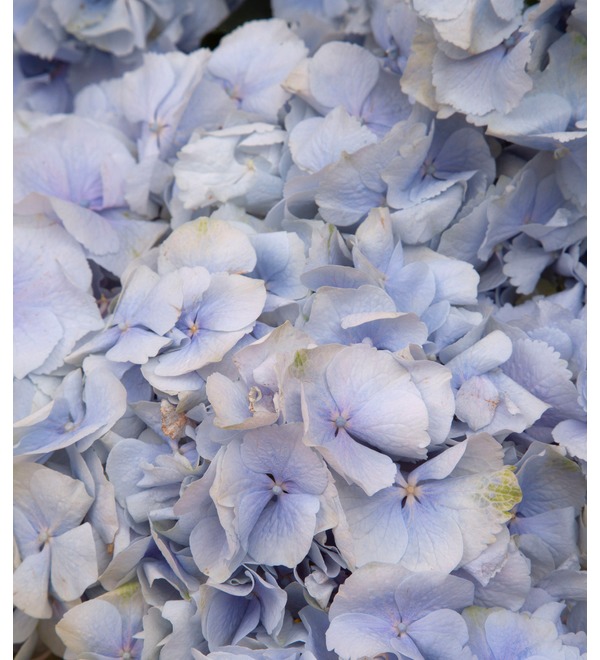 Bouquet-solo of blue hydrangeas (5,7,9,15,21 or 25) – photo #2