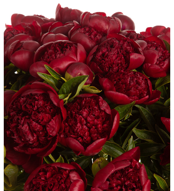 Bouquet-solo of Red Charm peonies (15,25,35,51,75 or 101) – photo #3