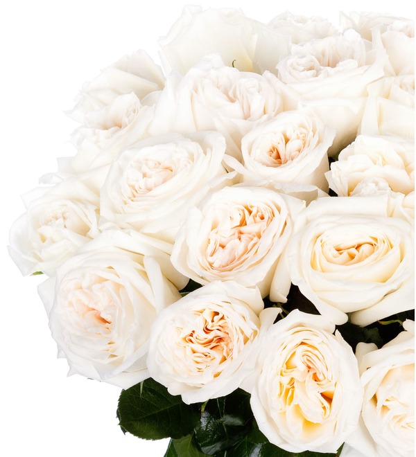Букет пионовидных роз White OHara (9,15,25,35,51 или 75) – фото № 2