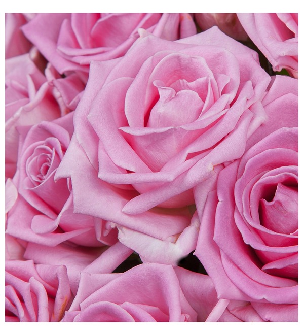 Букет роз Мечта (25, 51 или 75) SPBMN102 SAN – фото № 3