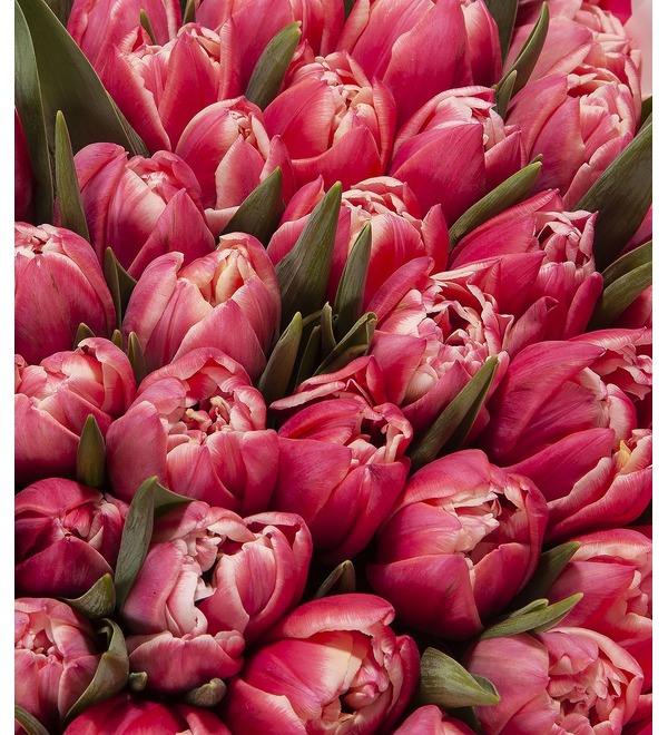 Bouquet-solo Tulips Columbus (25,51,75 or 101) – photo #3