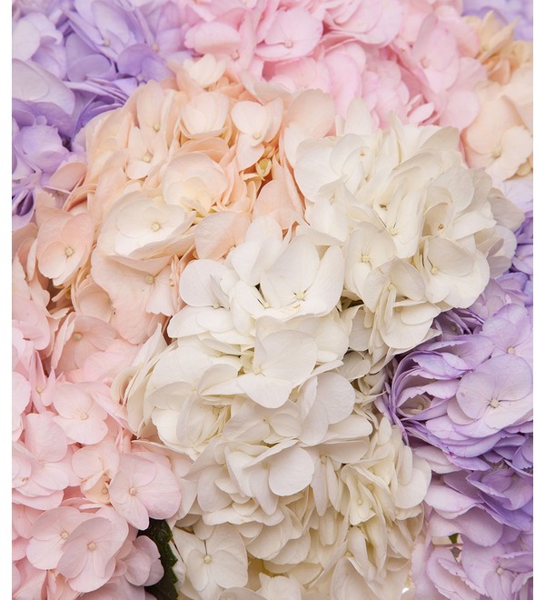 Bouquet-quartet of multi-colored hydrangeas (15,25,35,51 or 75) – photo #3