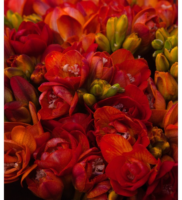 Bouquet-solo of red freesias (25,35,51,75 or 101) – photo #2