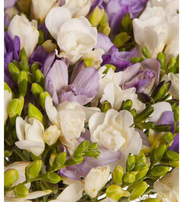 Bouquet-duet Tender freesias (25,35,51,75 or 101) – photo #3