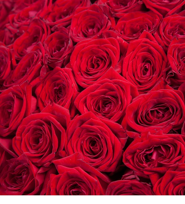 Букет из 201 красной розы Ты - мой мир! FV47 SEV – фото № 3