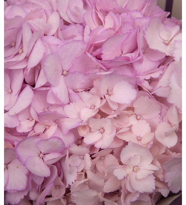 Букет-соло розовых гортензий (5,7,9,15,21,25 или 35) – фото № 2