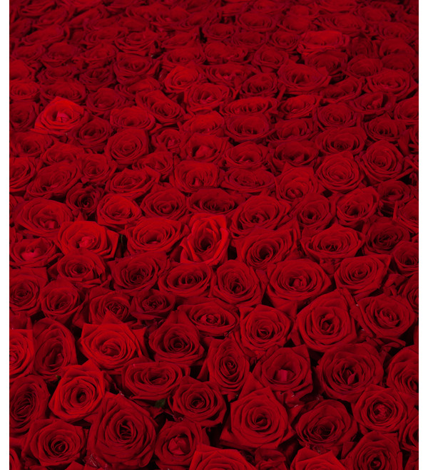 Композиция из 501 розы Гран При Любовь всегда права! AR633 MAR – фото № 2
