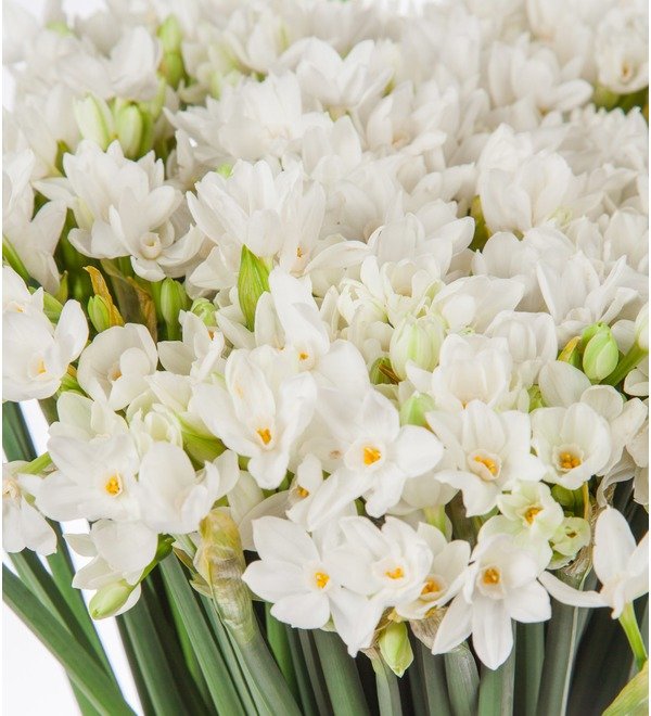 Bouquet of white bush daffodils (25, 51 or 101) – photo #2