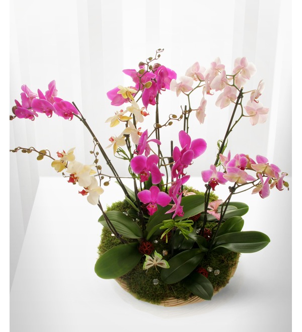 Композиция из горшечных цветов Орхидеи Фаленопсис GOR1712 SAN – фото № 3