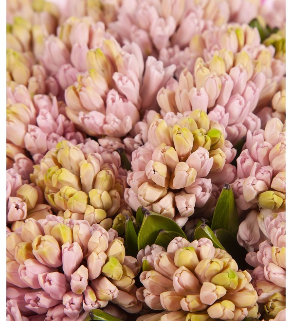 Bouquet-solo Pink hyacinths (15,25,51 or 75) – photo #2