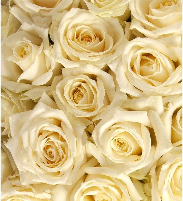 Букет-соло Белые розы (15,25,35,51,75,101 или 151) MCS18 SAI – фото № 2