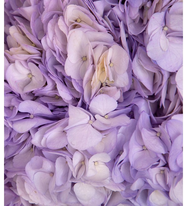 Букет-соло лиловых гортензий (5,7,9,15,25 или 35) – фото № 2