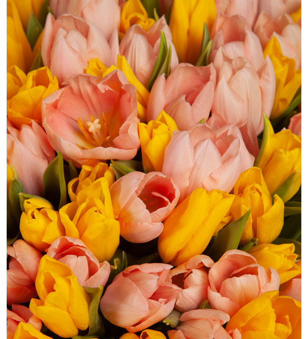 Composition of 201 tulips Sunny – photo #3