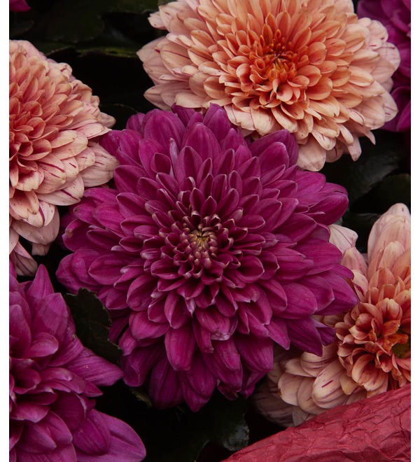 Bouquet-duet of chrysanthemums Notes of Autumn (15,21,35,51 or 75) – photo #3