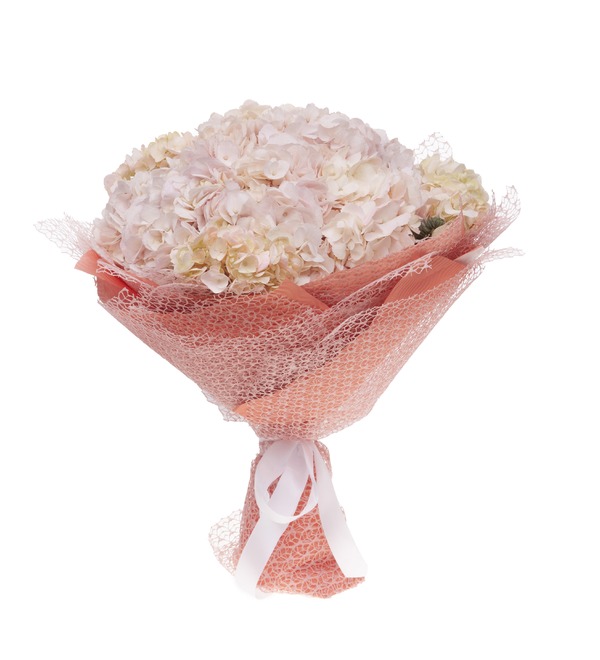 Bouquet-solo of cream hydrangeas (5,7,9,15,25 or 35) – photo #4