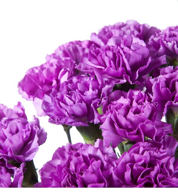 Bouquet of purple carnations MN10 MON – photo #4
