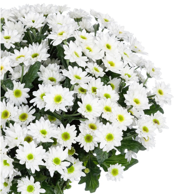 Букет-соло Белые хризантемы (15,25,51 или 101) MN203 BAU – фото № 3