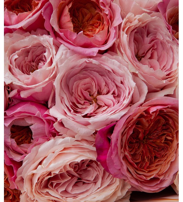 Bouquet-duet of peony roses Concert under the Moon (15,25,35,51,75 or 101) – photo #3