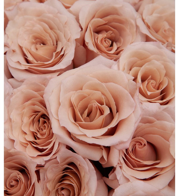 Букет-соло пионовидных роз Quicksand (9,15,25,35,51 или 75) – фото № 2