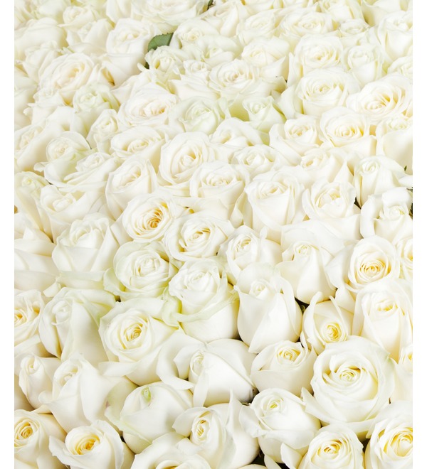 Композиция из 1001 белой розы Сердце Ангела AR691 SES – фото № 3