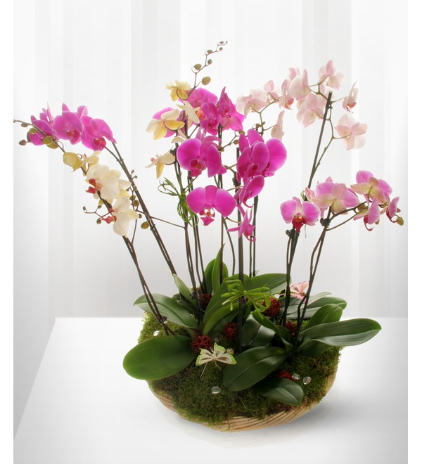 Композиция из горшечных цветов Орхидеи Фаленопсис GOR1712 SAN – фото № 2