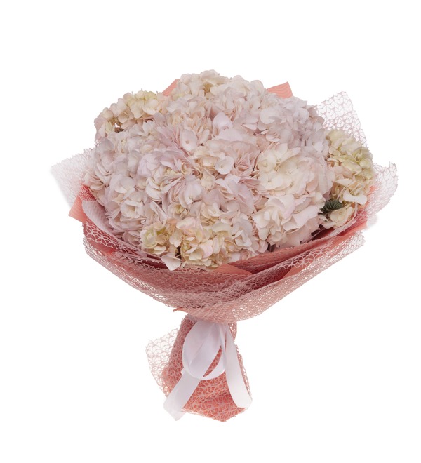 Bouquet-solo of cream hydrangeas (5,7,9,15,25 or 35) – photo #5