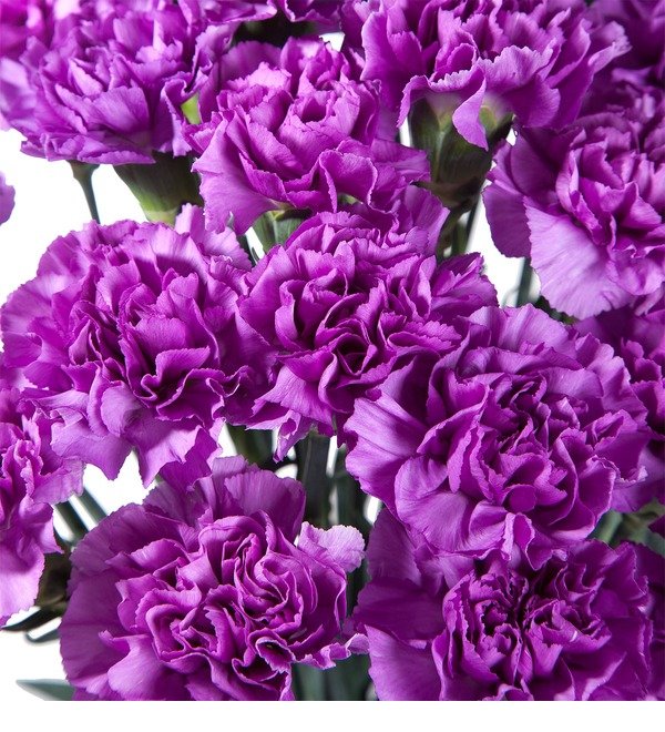 Bouquet of purple carnations MN10 MON – photo #3