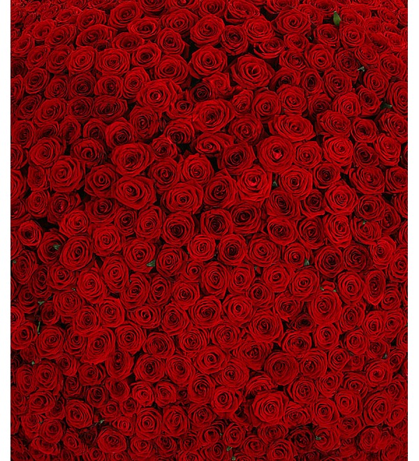 Композиция из 1001 розы Сенсация – фото № 5