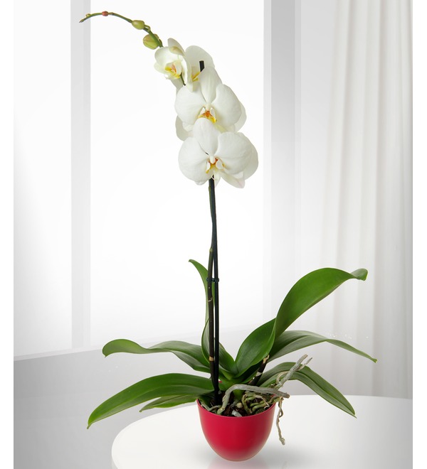Орхидея Фаленопсис белый GOR149 ONH – фото № 1