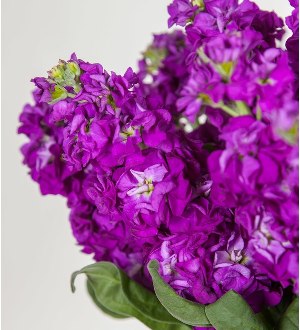 Букет фиолетовой маттиолы (15, 25 или 51) SPBMN264 SAN – фото № 3