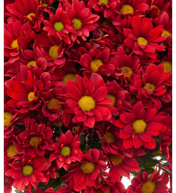 Bouquet-solo of red chrysanthemums (15,25,51,75 or 101) – photo #2